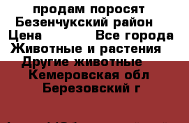 продам поросят .Безенчукский район  › Цена ­ 2 500 - Все города Животные и растения » Другие животные   . Кемеровская обл.,Березовский г.